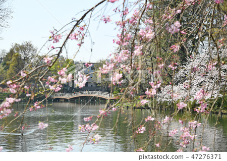 櫻花在Sensochike公園,大田區,東京 櫻花在Sensochike公園,大田區,東京 47276371
