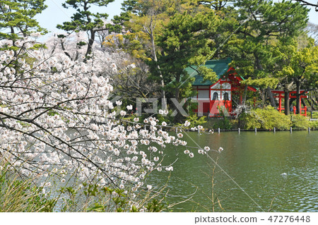 櫻花在Sensochike公園，大田區，東京 47276448