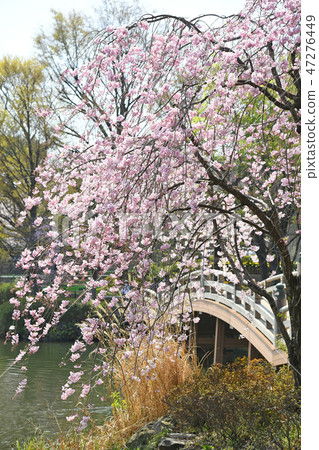 櫻花在Sensochike公園，大田區，東京 47276449