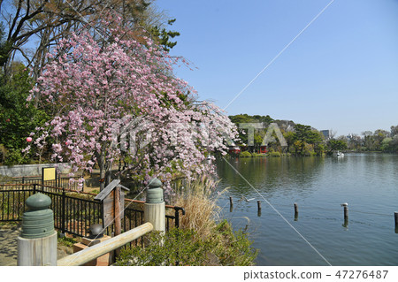 櫻花在Sensochike公園，大田區，東京 47276487