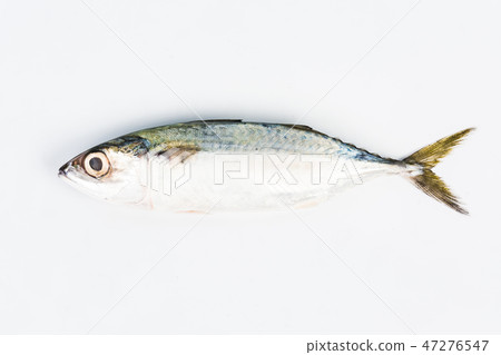 short mackerel on white background short mackerel on white background 47276547