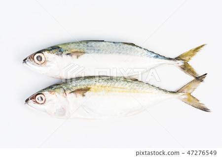 short mackerel on white background short mackerel on white background 47276549