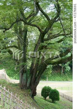 497 Cherry blossoms of Hachigata Castle 497 Cherry blossoms of Hachigata Castle 47276691