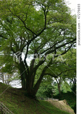 496 Cherry blossoms 47276693