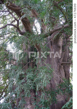 491 Yono no Kaya 47276699