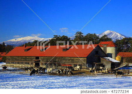 岩手山和牧場在冬天 47277234
