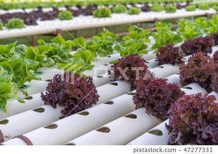 red coral lettuce hydroponics vegetable red coral lettuce hydroponics vegetable 47277331