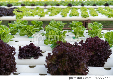 Cos Romaine Lettuce hydroponic Cos Romaine Lettuce hydroponic 47277332