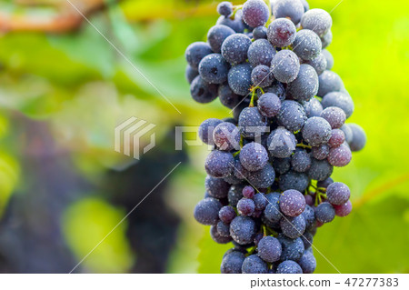 Bunch of grapes and drops of water on the tree. 47277383