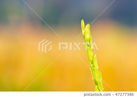 Rice grains among organic rice fields. 47277386