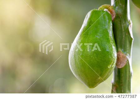 Papaya wet with water drop on tree in organic farm Papaya wet with water drop on tree in organic farm 47277387
