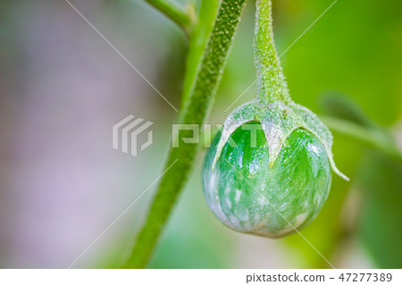 Eggplant and water drops on tree in organic farms. Eggplant and water drops on tree in organic farms. 47277389