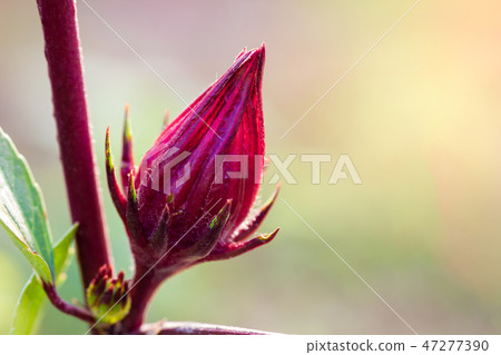 Roselle and leaves on the tree. 47277390