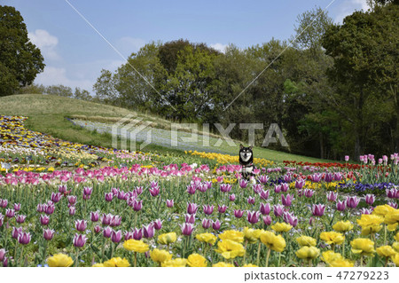 Tulip field and ebony 47279223