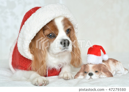 Cavalier in Santa costume Cavalier in Santa costume 47279380