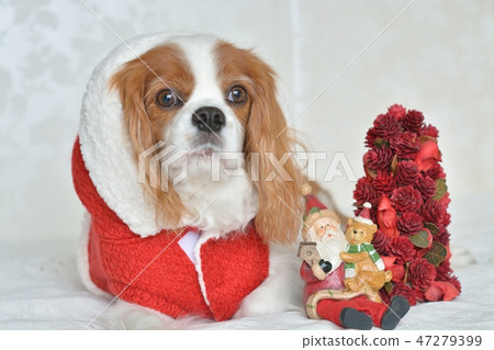 Cavalier in Santa costume Cavalier in Santa costume 47279399