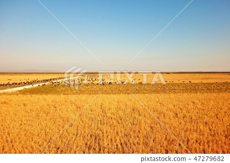 Tsuru no Sato Ecology Coexistence with People The World's Largest Overwintering Area Material Background Takaono Town Izumi City Kagoshima Prefecture 47279682