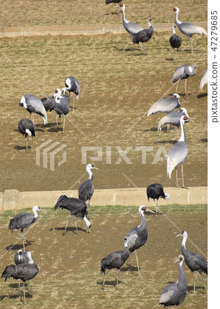 鶴之鄉 生態 與人共存 世界最大的越冬地 材料背景 高尾町 泉市 鹿兒島縣 47279685