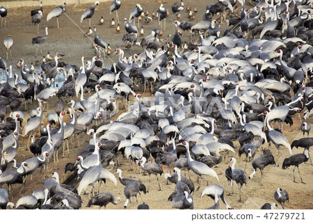 Tsuru no Sato Ecology Coexistence with People The World's Largest Overwintering Area Material Background Takaono Town Izumi City Kagoshima Prefecture 47279721