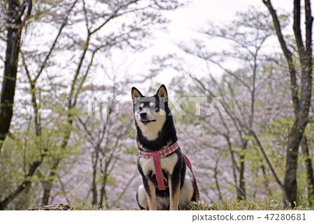 Kuroshiba和Sakura Kuroshiba和Sakura 47280681