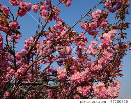 Double cherry blossoms in full bloom 47280826