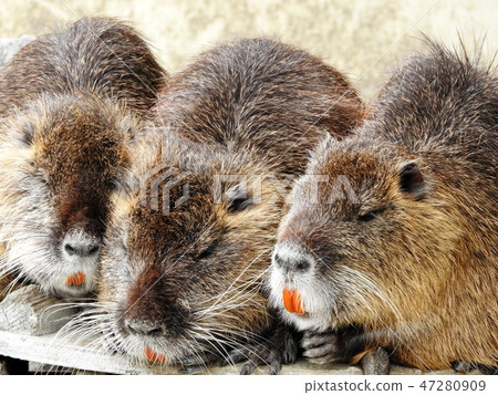 Nutria 3 Nutria 3 47280909