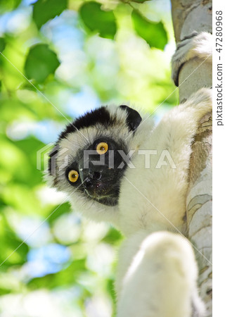 狐猴在馬達加斯加，Berau Sifaka 47280968