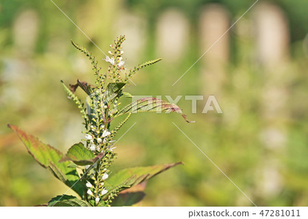 Simambassilla花 Simambassilla花 47281011