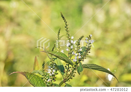 Simambassilla flowers Simambassilla flowers 47281012