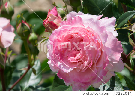 Augusta Luise 47281014