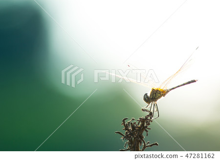 Dragonfly on grass 47281162