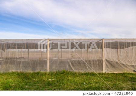 Greenhouse building for cultivated vegetables Greenhouse building for cultivated vegetables 47281940