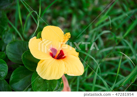 Yellow hibiscus flower with red pollen blooming Yellow hibiscus flower with red pollen blooming 47281954