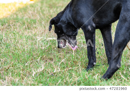 Black domestic dog are vomit mucus. Black domestic dog are vomit mucus. 47281960