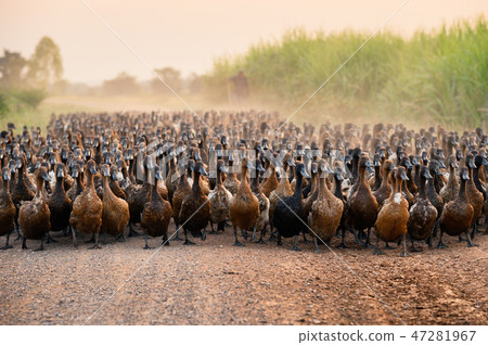 Flock of ducks with agriculturist herding Flock of ducks with agriculturist herding 47281967