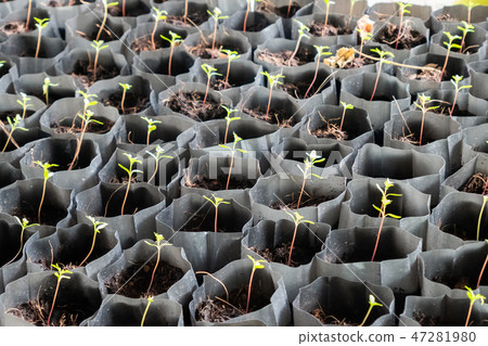 Cultivated rows plant sprout in soil bag in garden Cultivated rows plant sprout in soil bag in garden 47281980