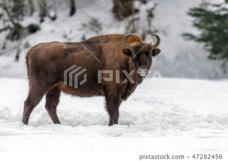 European bison (Bison bonasus) in natural habitat European bison (Bison bonasus) in natural habitat 47282456
