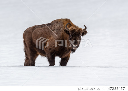 European bison (Bison bonasus) in natural habitat European bison (Bison bonasus) in natural habitat 47282457