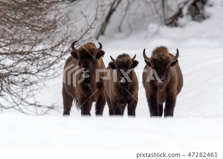 European bison (Bison bonasus) in natural habitat European bison (Bison bonasus) in natural habitat 47282461