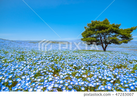 Nemophila Hitachi Beach Park Ibaraki Prefecture Nemophila Hitachi Beach Park Ibaraki Prefecture 47283007