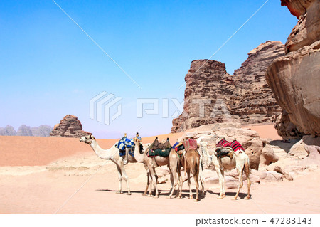 Camels in Wadi Rum desert, Jordan 47283143