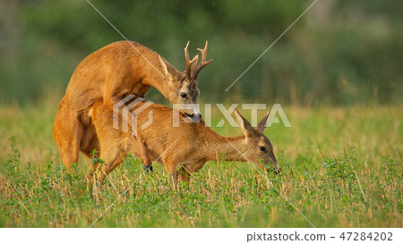 Roe deer, capreolus capreolus, couple copulating at evening light during summer rain. Roe deer, capreolus capreolus, couple copulating at evening light during summer rain. 47284202