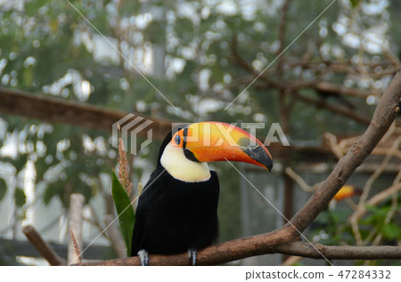 Toucan 47284332