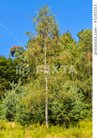 Young green birch beside the little son of a young Young green birch beside the little son of a young 47285353