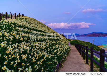 Scenery of dusk of the Mozaki narcissus Festival [Namozakicho, Nagasaki City, Nagasaki Prefecture] 47286279