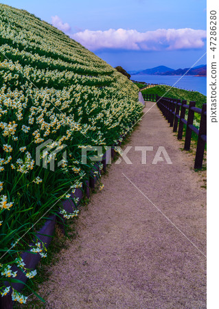 Scenery of dusk of the Mozaki narcissus Festival [Namozakicho, Nagasaki City, Nagasaki Prefecture] 47286280