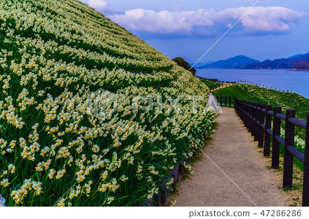 Scenery of dusk of the Mozaki narcissus Festival [Namozakicho, Nagasaki City, Nagasaki Prefecture] 47286286