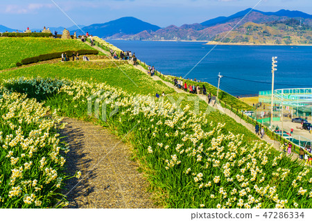 Scenery of dusk of the Mozaki narcissus Festival [Namozakicho, Nagasaki City, Nagasaki Prefecture] 47286334