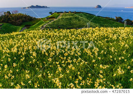 Scenery of dusk which overlooks Mozaki narcissus Festival Gunkanjima [Namozaki-cho, Nagasaki-shi, Nagasaki] 47287015