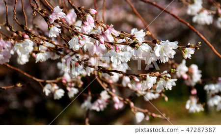 Autumnalis Makino blossom Kenrokuen Park. 47287387